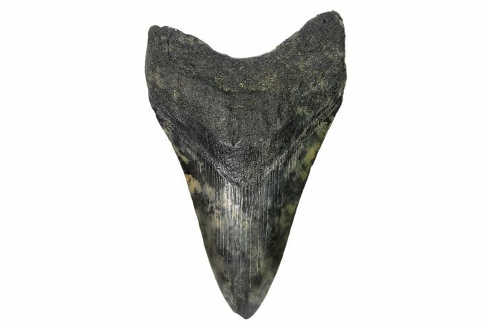 Fossil Megalodon Tooth - South Carolina #148722